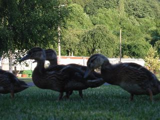 IMG_0073.JPG