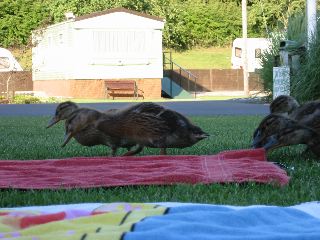 IMG_0074.JPG