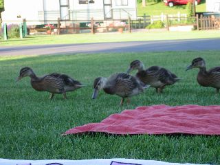 IMG_0075.JPG