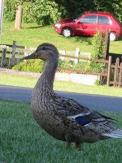 IMG_0076.JPG