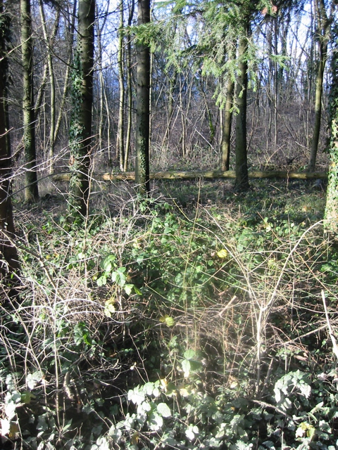 IMG_0006.JPG