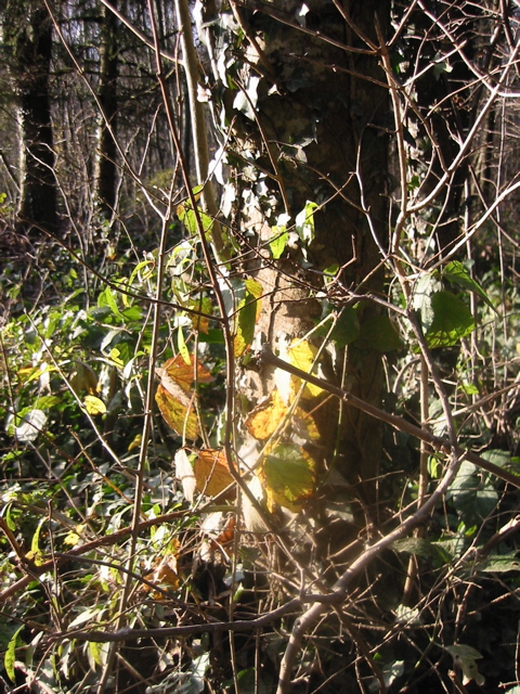 IMG_0008.JPG