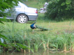 IMG_0115.JPG